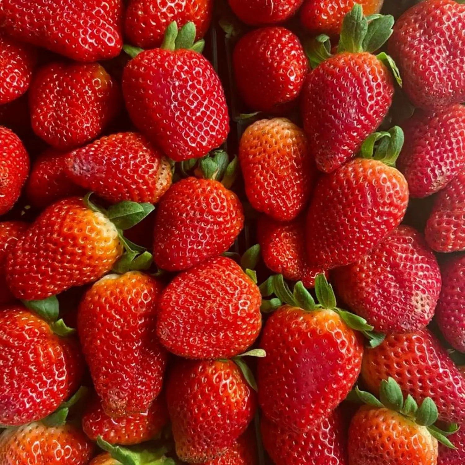 Giant Strawberry Seeds Grow Your Own Strawberry Sweet and Delicious Fruit Seeds