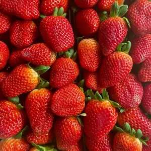 Giant Strawberry Seeds Grow Your Own Strawberry Sweet and Delicious Fruit Seeds