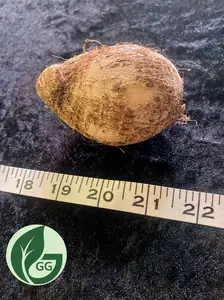 Elephant ear corm XL