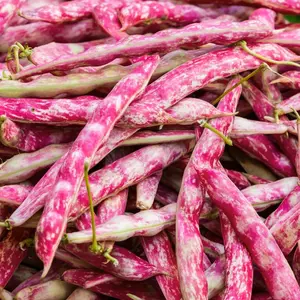 TomorrowSeeds - Pink Cranberry Bean Seeds -  (Dwarf Taylor Horticultural) Italian Borlotti Pinto Broad Beans Vegetable Seeds New 2024