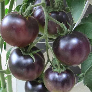 Organic Black Cherry Tomato Seeds (Solanum lycopersicum) – Dark Purple Cherry Tomatoes, Sweet and Juicy, Perfect for Salads and Snacking – 15+ Seeds