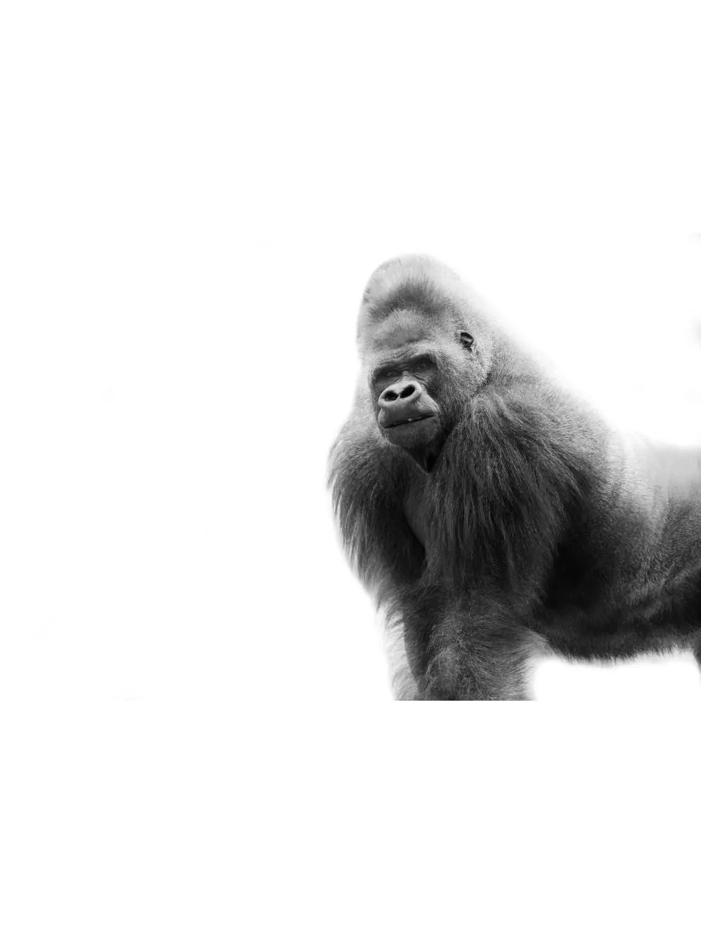 Black & White Portrait of A Gorilla Poster Print by Darren Greenwood - 17 x 11