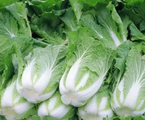 200+ Chinese Cabbage Seeds Michihili Heading Cabbage(Brassica rapa) Bok Choy USA