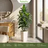 ROMSWI 5ft/6ft Imitation Indoor Dracaena Tree - Flexible Realistic Design Artificial Plant with 15.7in White Planter, Fresh Green Leaves, Entryway Decor for Indoor Home Office Room Fill Accessories