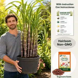 1000+ Sugarcane-Sugar Cane Seeds Rich in Sucrose Hybrid for Home Gardening Natural Sweetness Low-Maintenance High Sucrose Fruit All Seasons
