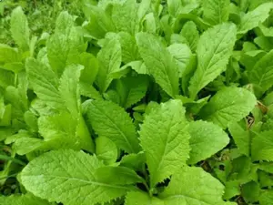 Mustard Cải Bẹ Xanh Green Lettuce Seeds 3 Pack x 3000 Seeds Non-GMO Heirloom Home Garden Container Raised Bed