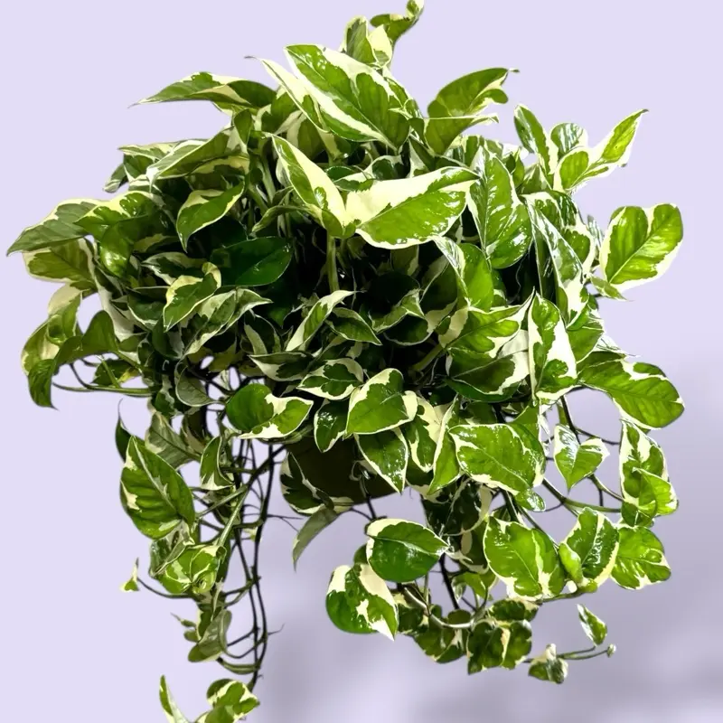 variegated houseplants - TikTok Shop