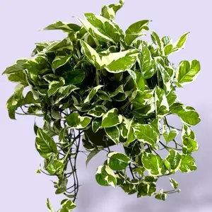 XL Pothos Njoy 6” - Variegated Vining House Plant