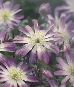 Charmer Anemone Windflower - 12 Bulbs - 5/+ cm Bulbs