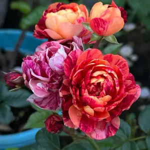 Rare Rose【Juice Splash Rose】 -バラ｜1.5 -2 Gallon OwnRoot Live Plant|  | Rainbow Flower| Each one being unique| Stripes| Less Thorns| Sun Tolerant||