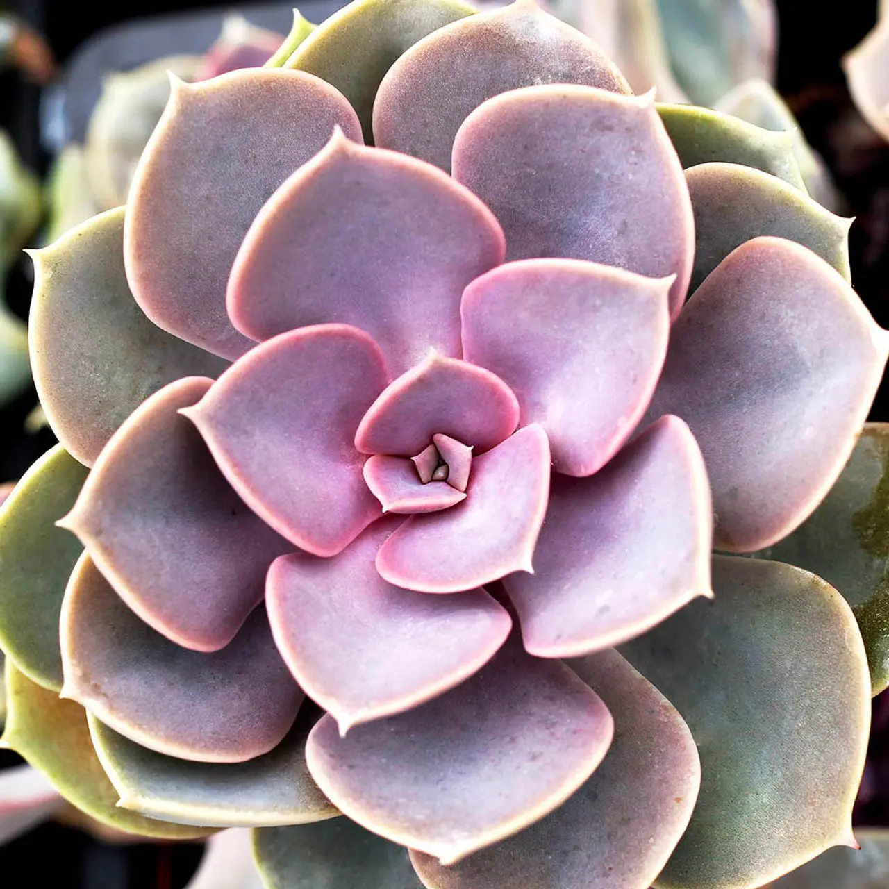 Live Echeveria Perle Von Nurnberg Plant - Pearl Of Nurnberg Plant - Purple Succulent - 2 Inch Pot