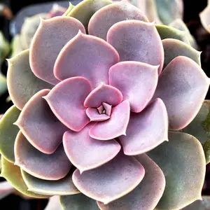 Live Echeveria Perle Von Nurnberg Plant - Pearl Of Nurnberg Plant - Purple Succulent - 2 Inch Pot