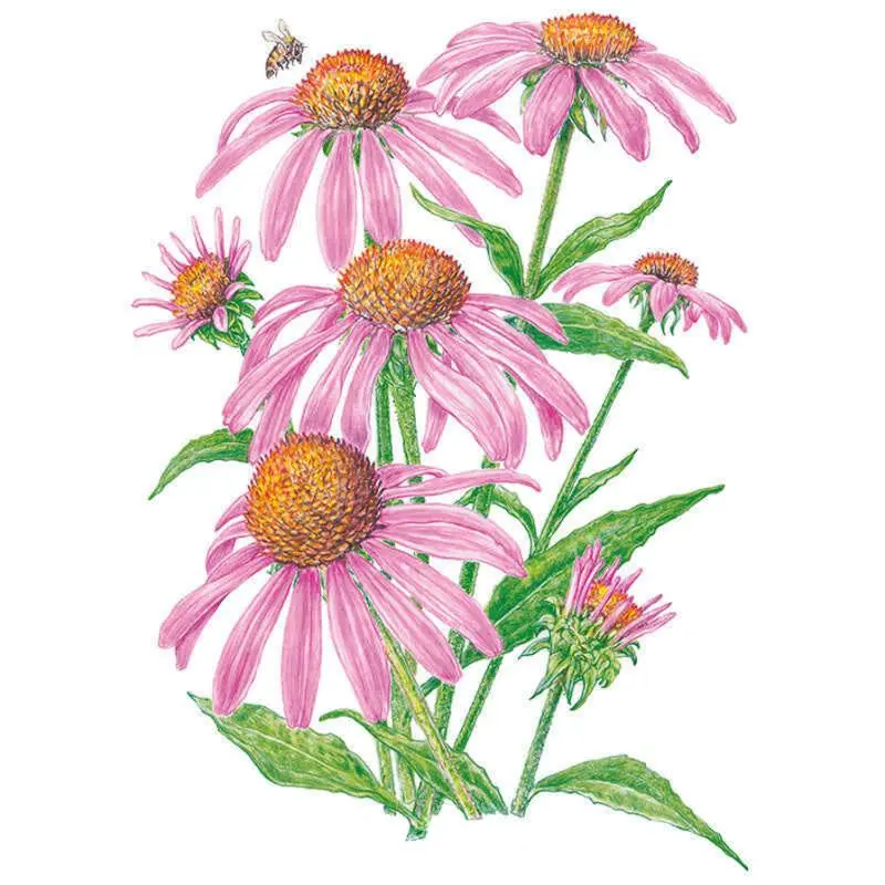 Purple Coneflower Echinacea Seeds Purple Coneflower Echinacea Seeds