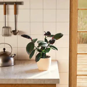 Ruby Rubber Tree Plant