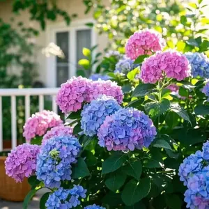 Seed Mixed Color Hydrangea Flower Seeds, Blue Pink Purple Mophead Hydrangea Macrophylla, Easy Growing Perennial Snowball Shrub for Patio, Yard, Landscaping & Wedding Garden Decor