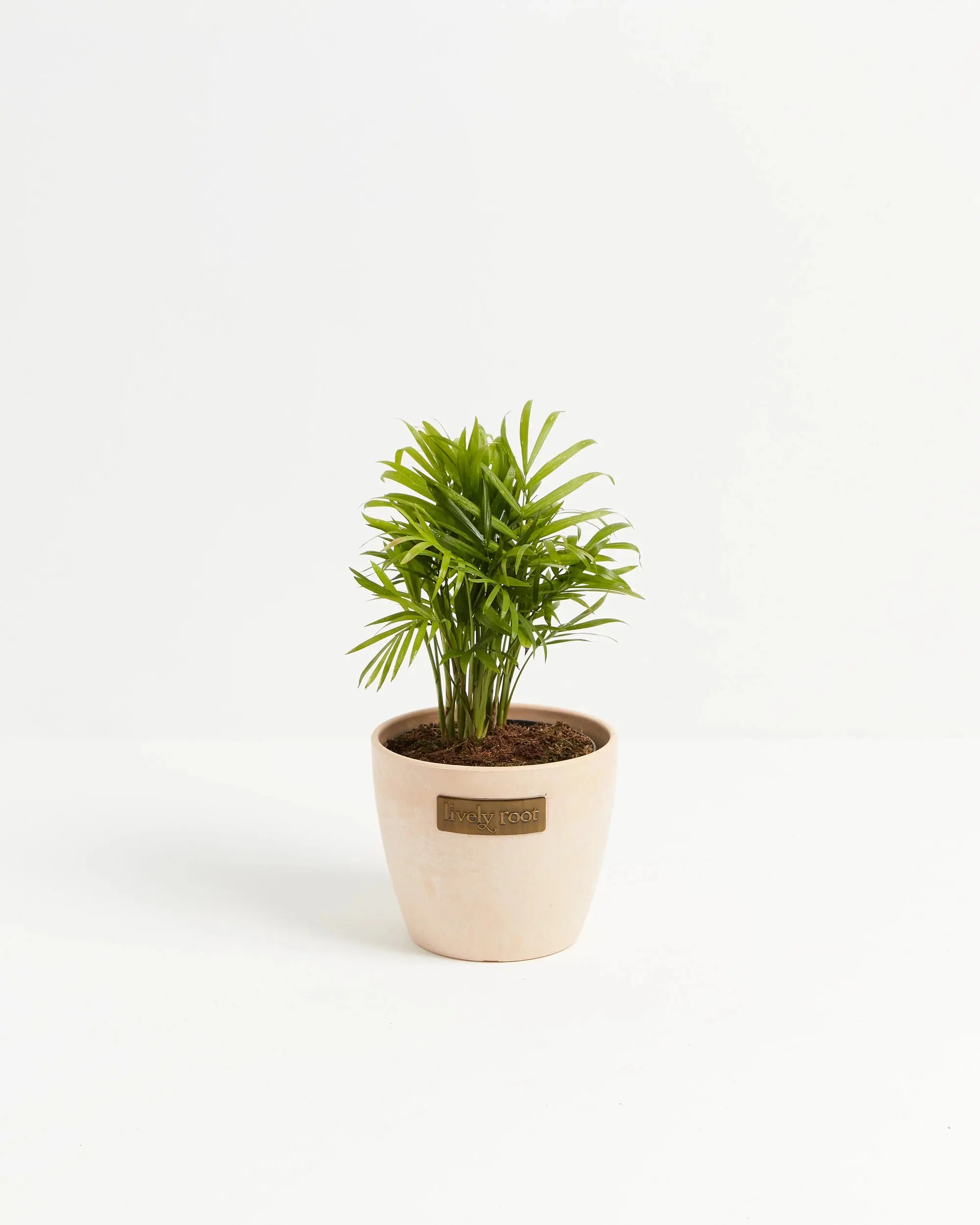 Small Neanthe Bella Parlor Palm - Resilient Potted Indoor Plant in Macadamia Eco Pot, Home Decor for Workspace, Desk Decoration Ideas