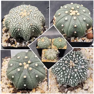 Set of 3 (2-2.5 Inch) Astrophytum Asterias Cactus Rare Low-Maintenance Perennial Plant for Home Office Decor