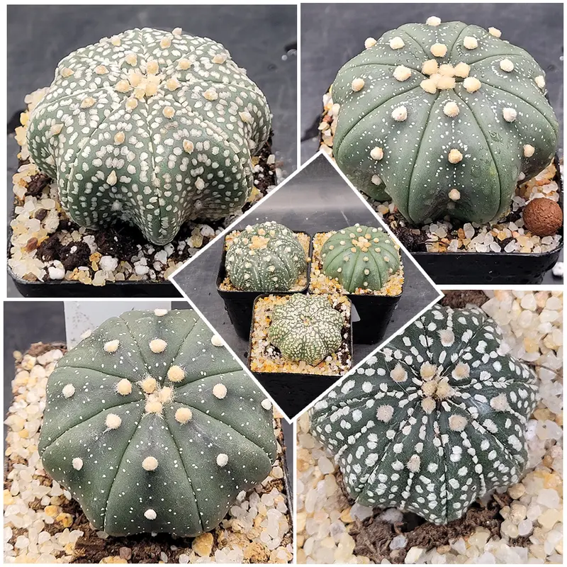 Set of 3 (2-2.5 Inch) Astrophytum Asterias Cactus Rare Low-Maintenance Perennial Plant for Home Office Decor