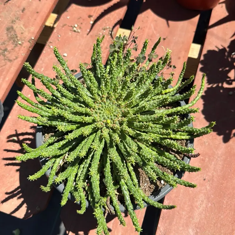 8” pot euphorbia Medusa large succulent 8” pot euphorbia Medusa large succulent