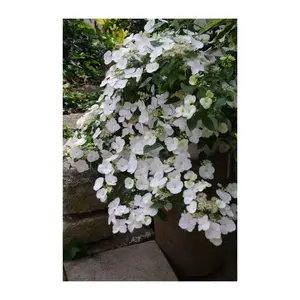Roberta's Hydrangea Fairytrail Bride 1pc