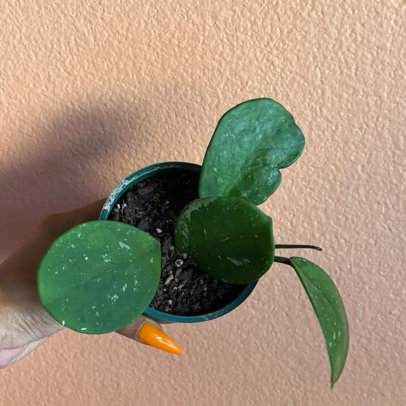 Hoya Oboavta SPLASH #42
