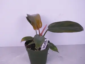 Philodendron Florida Bronze | Bronze New Growth | Rare Philodendron