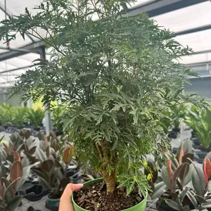 6” Ming Aralia - Bonsai