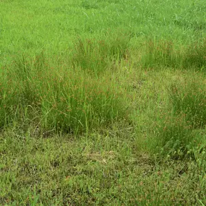 Common Rush Seeds (Juncus effusus) – Hardy wetland perennial ideal for ponds and rain gardens. Adds graceful texture and improves soil stability.