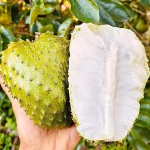 25+Seed Soursop Fruit Tree Seed for Planting Outdoor Tropical Fruit Plant in Your Containers Home Garden
