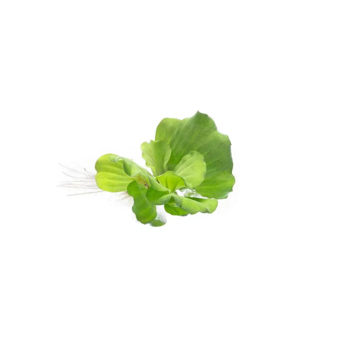 Pistia Stratiotes/ Water Lettuce Pistia Stratiotes/ Water Lettuce