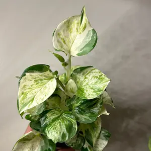 Pothos Manjula Plant 4” Pot Variegated Leaves for Indoor Home Decoration Easy Care Beginner Friendly Tropical Houseplant