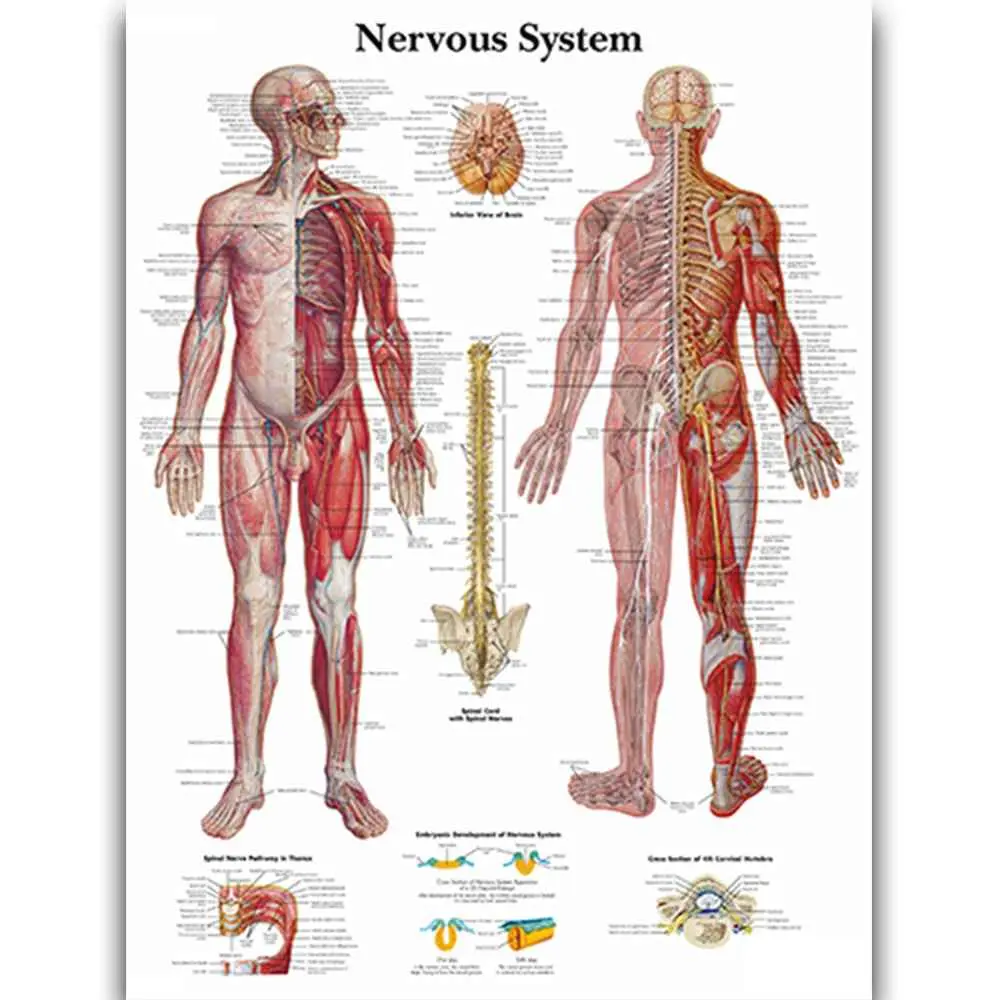 Laminated Rectangle Human Anatomy Poster Set - Waterproof Muscular-Skeletal System Canvas Painting, Multi-Size Muscle/Skel Educational Wall Decor for Medical Professionals, Classroom Home Decor Supplies