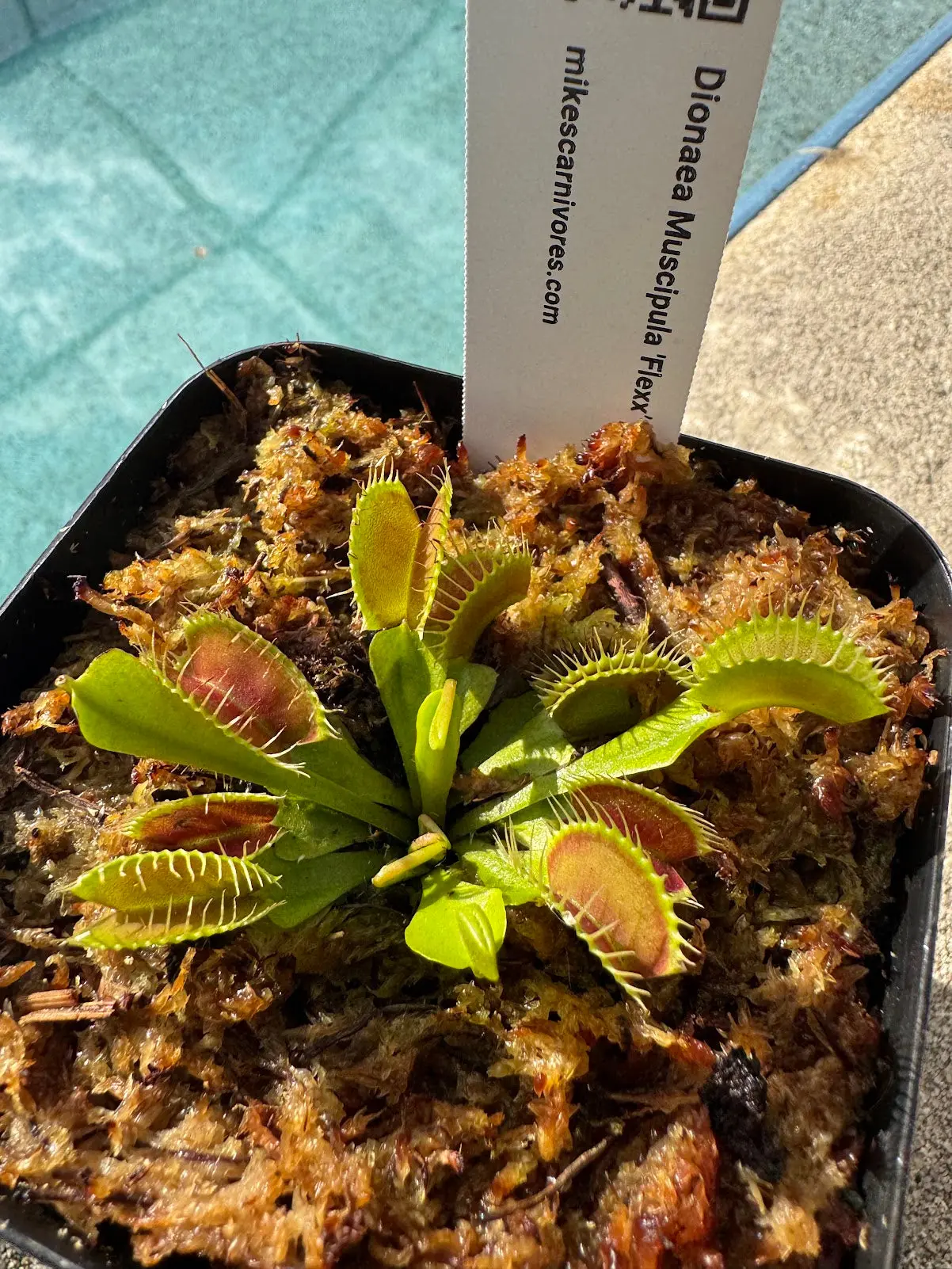 Venus Flytrap (Dionaea Muscipula) 'Flexx' in a 3.5" pot