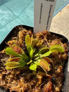 Venus Flytrap (Dionaea Muscipula) 'Flexx' in a 3.5" pot