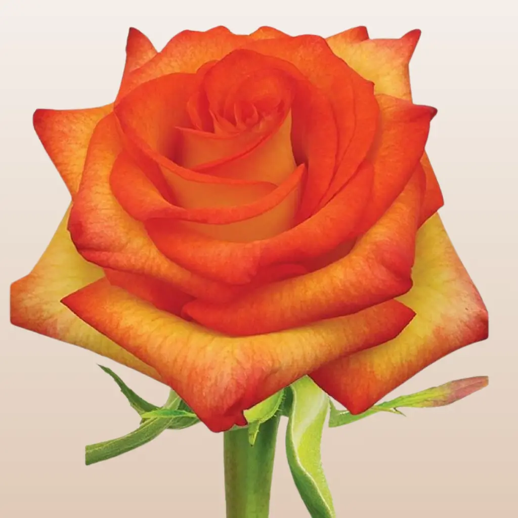 High & Magic Roses - Vibrant Bicolor Rose with Burnt Red & Rusty Orange Tones - Premium Ecuador Import - 50cm Total Length - Perfect for Wedding Centerpieces