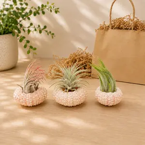 Gift Wrapped Set of 3 Pink Urchins with Tillandsia Air Plants