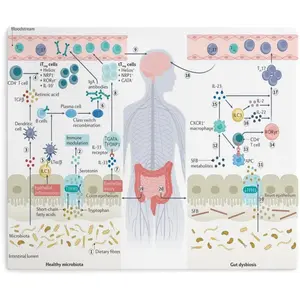 Effects And Hazards of Intestinal Microbiota Guide Poster (2) Canvas Print Wall Art Decoration Living Room Office Bedroom Aesthetic 24x20inch(60x50cm) Unframe-style