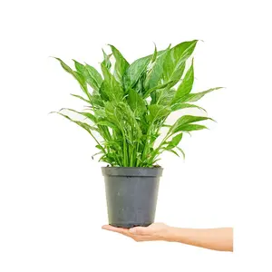 Variegated Peace Lily, Medium