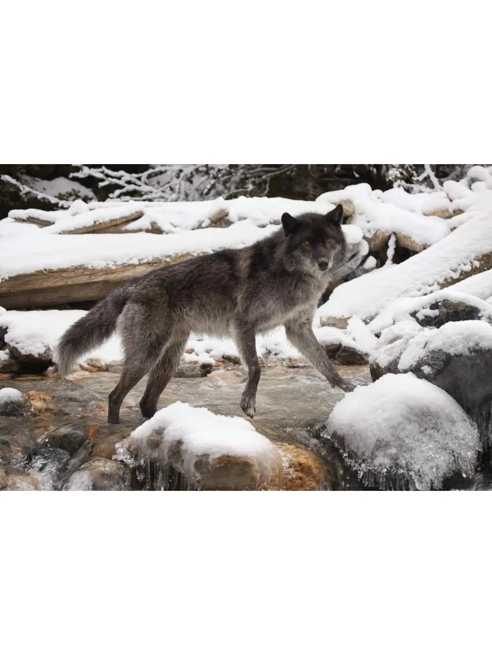 Wolf Poster Print by Don Hammond, 34 x 22 - Large