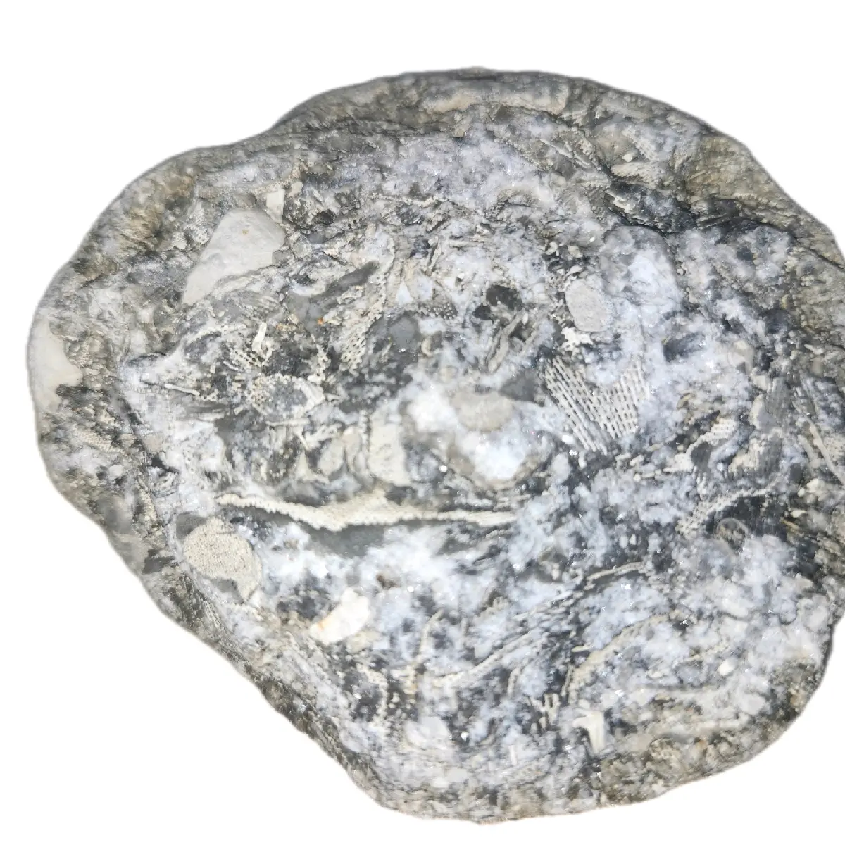 Medium Marine Fossil Cluster Ordovician Period 400 Million Years Old Authentic