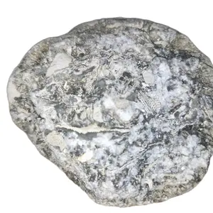 Medium Marine Fossil Cluster Ordovician Period 400 Million Years Old Authentic