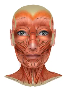Facial Muscle Chart for Microcurrent Treatments