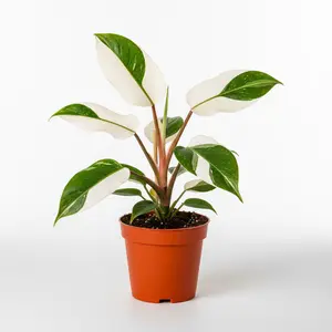 Philodendron White Princess