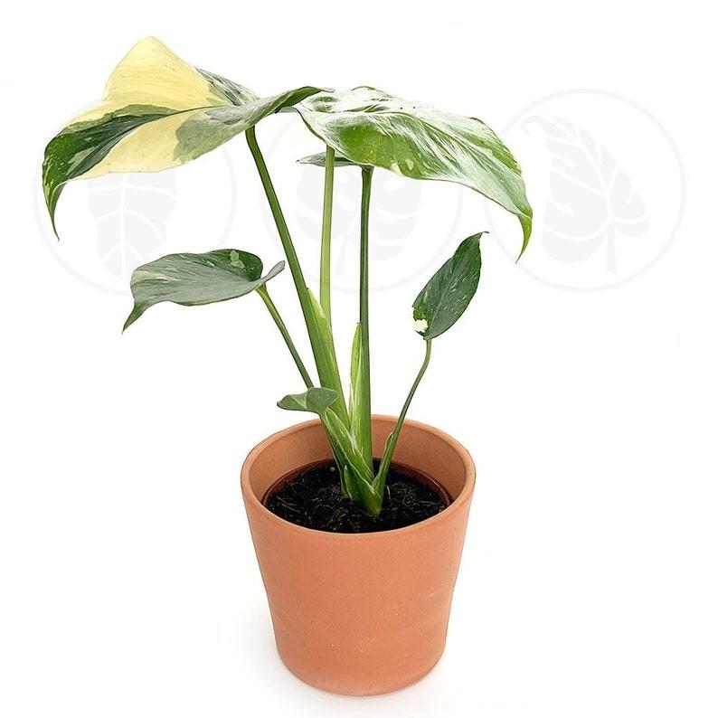 Monstera Thai Constellation : Indoor Plants - Easy Care Houseplant - Starter Plant ,Live Indoor, Easy to Grow - Beginner Plant
