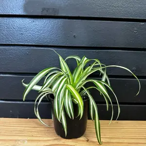Spider 4 inch pot