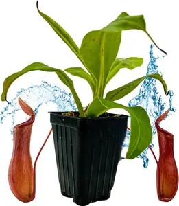 Tiny Dancers Elephant Ear Live Plant - Alocasia for Indoor and Outdoor Use