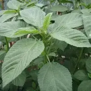 JUTE GREENS - Summer Spinach  (Live Plants )  Asian Vegetable,