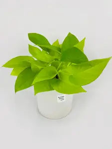 Neon Lemon Lime Pothos - Live Plants in 4" nursery pot - healthy easy low maintenance gift for plant lovers