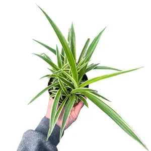4" Spider Plant Assorted (1 Plant) – Chlorophytum Comosum – Grower’s Choice – Live Plant
