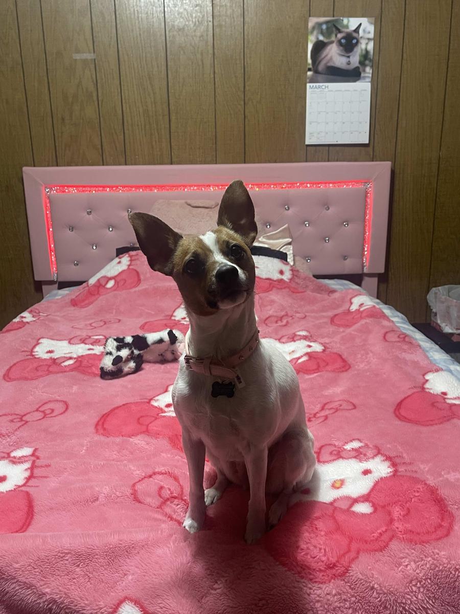 Item: Queen Size Pink